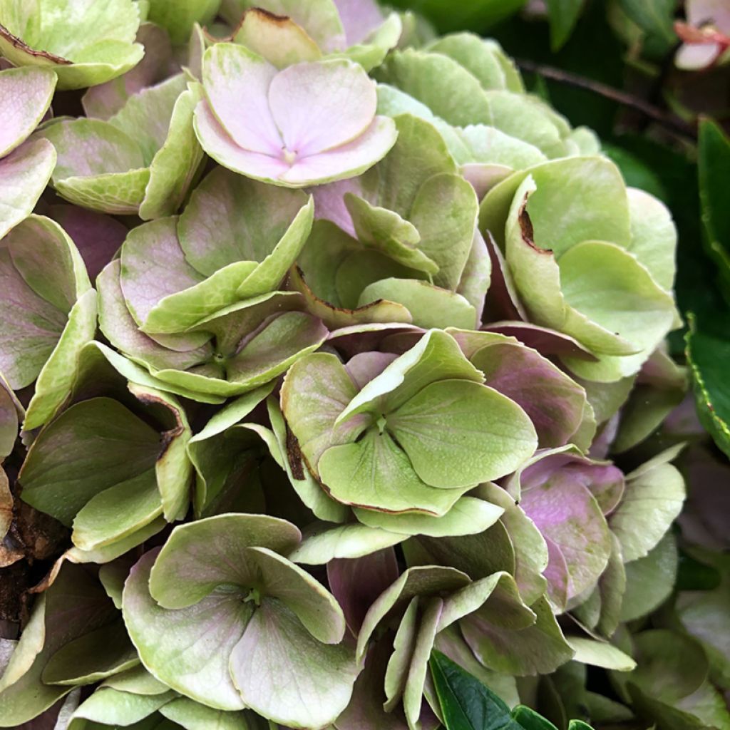 Hortensia - Hydrangea macrophylla Xian