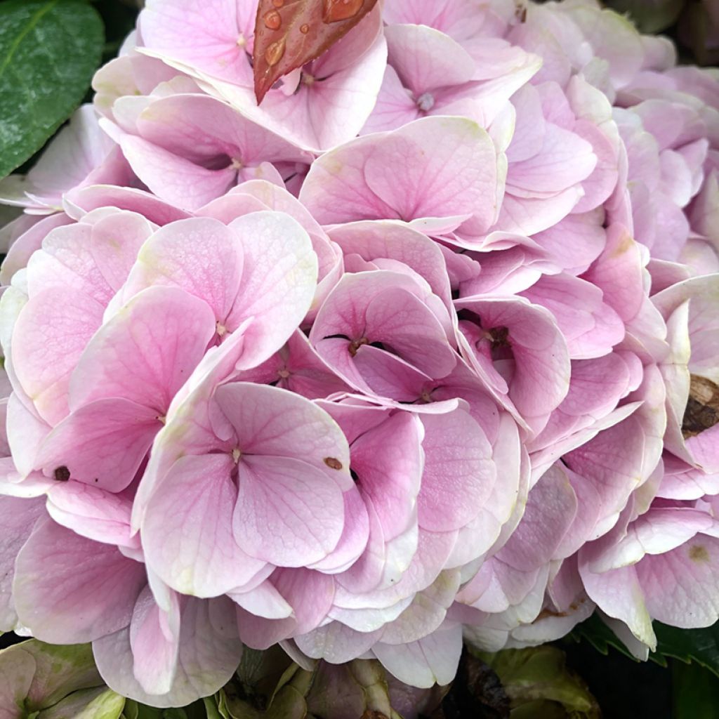 Hortensia - Hydrangea macrophylla Xian