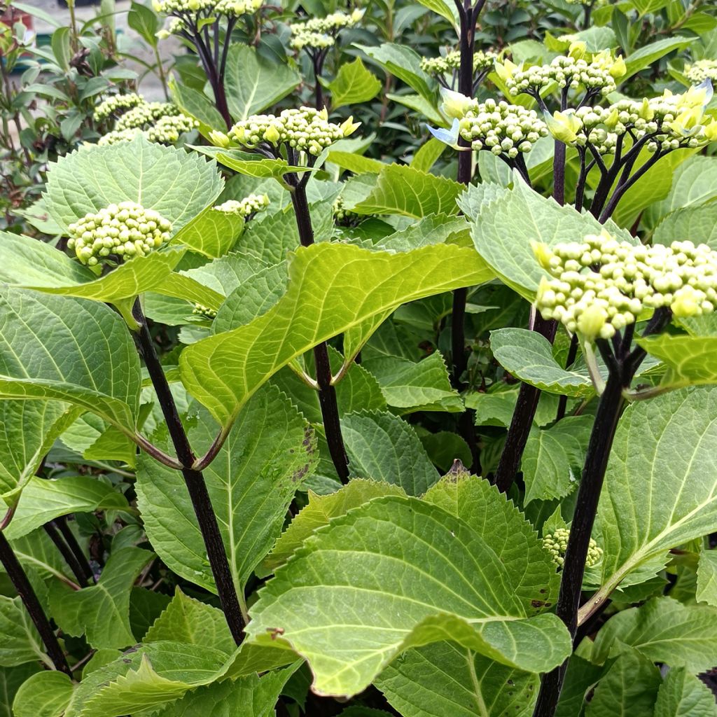 Hortensia - Hydrangea macrophylla Zorro