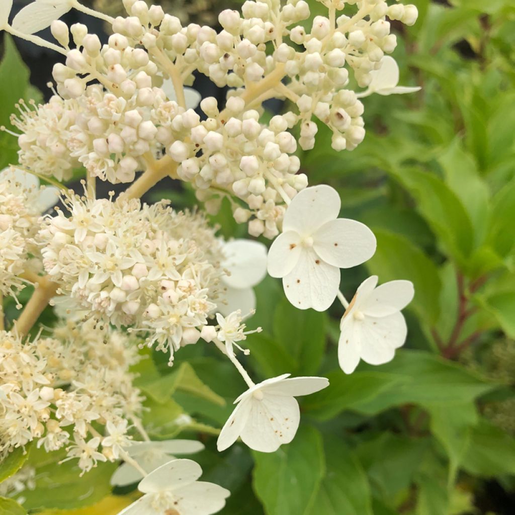 Hortensia - Hydrangea paniculata Kyushu