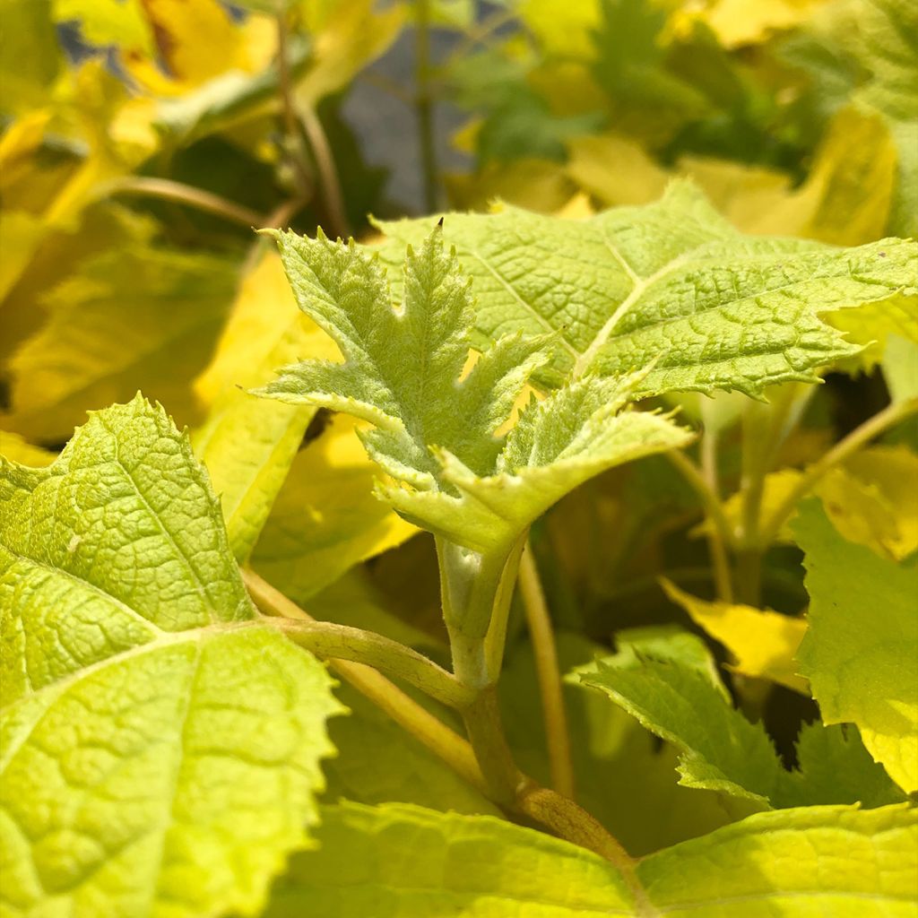 Hortensia - Hydrangea quercifolia Little Honey