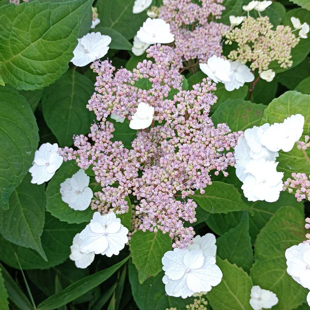 Hortensia - Hydrangea serrata Intermedia