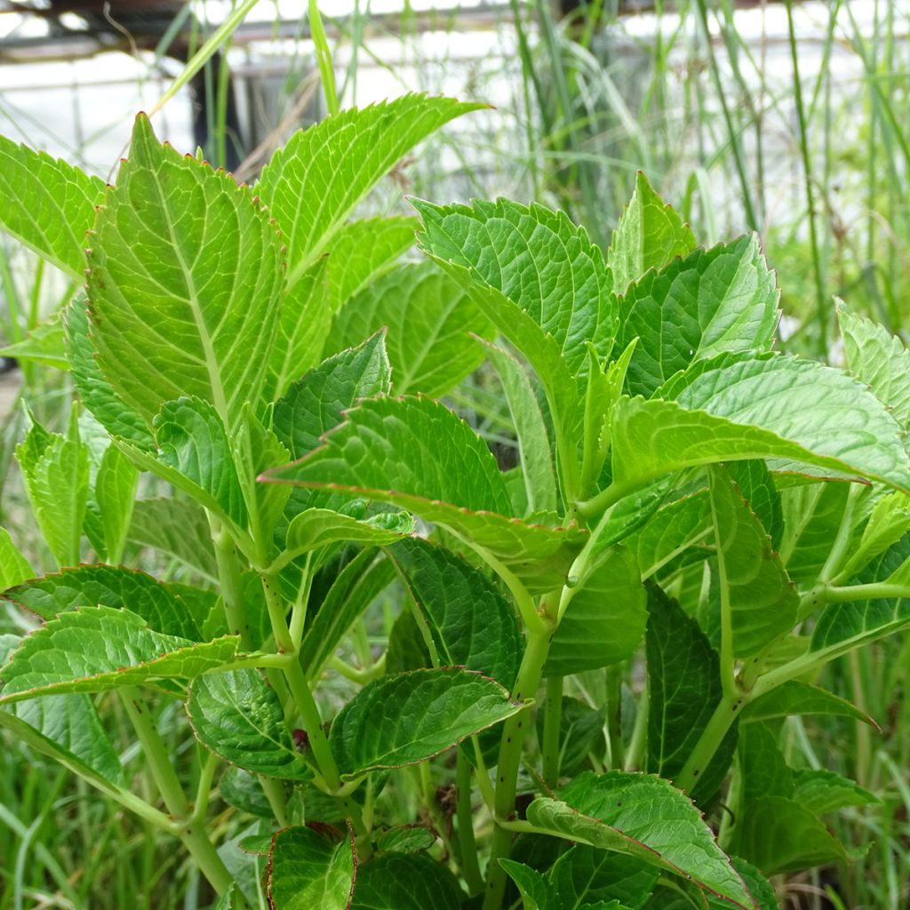 Hortensia macrophylla Alpenglühen