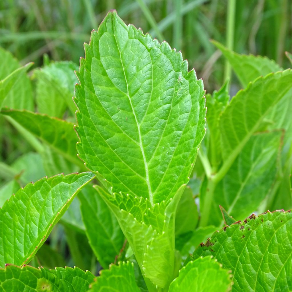 Hortensia macrophylla Alpenglühen