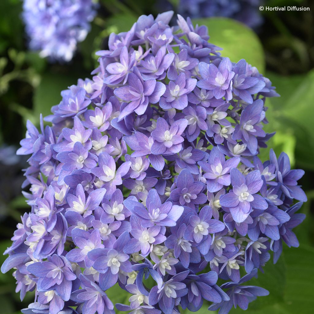 Hortensia macrophylla Stellar Blue - Hydrangea