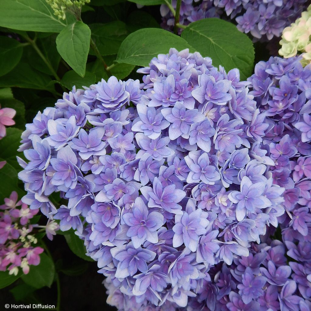 Hortensia macrophylla Stellar Blue - Hydrangea