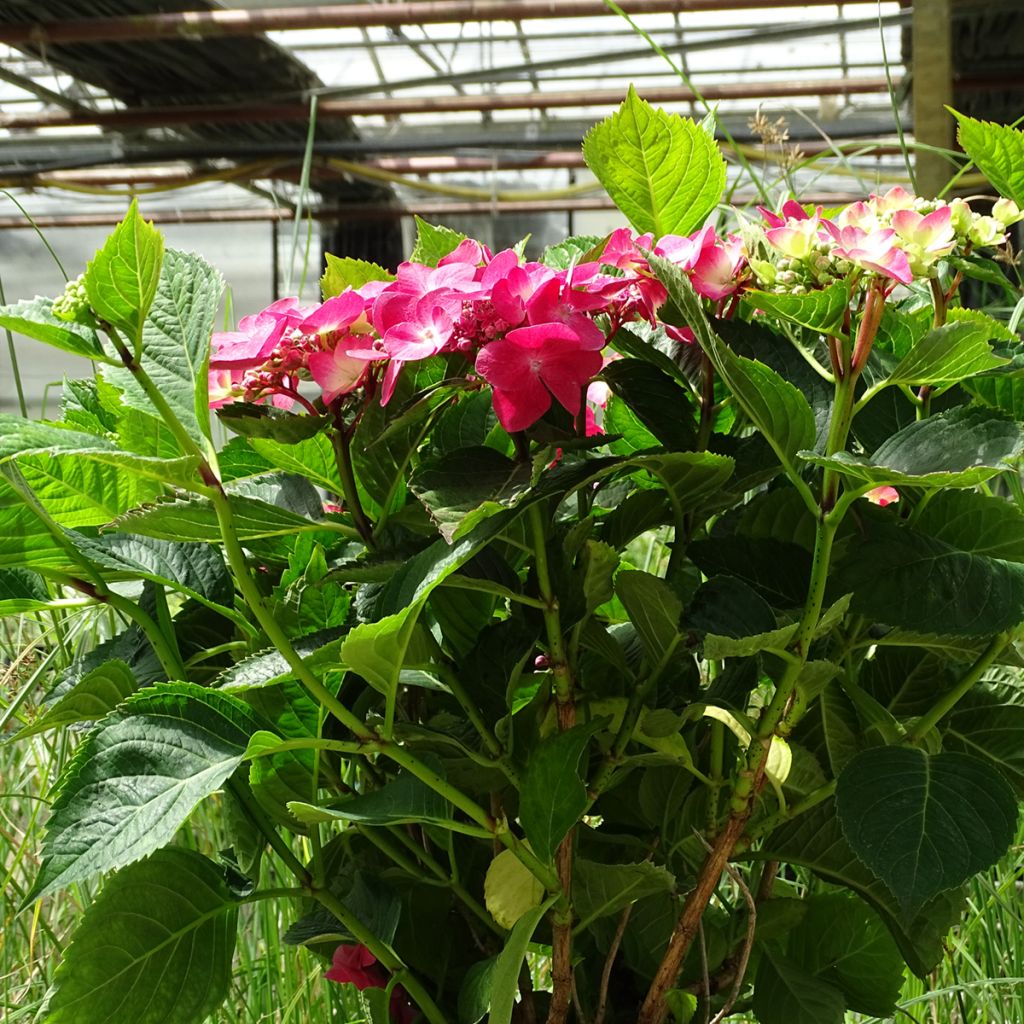 Hortensia macrophylla Teller Red