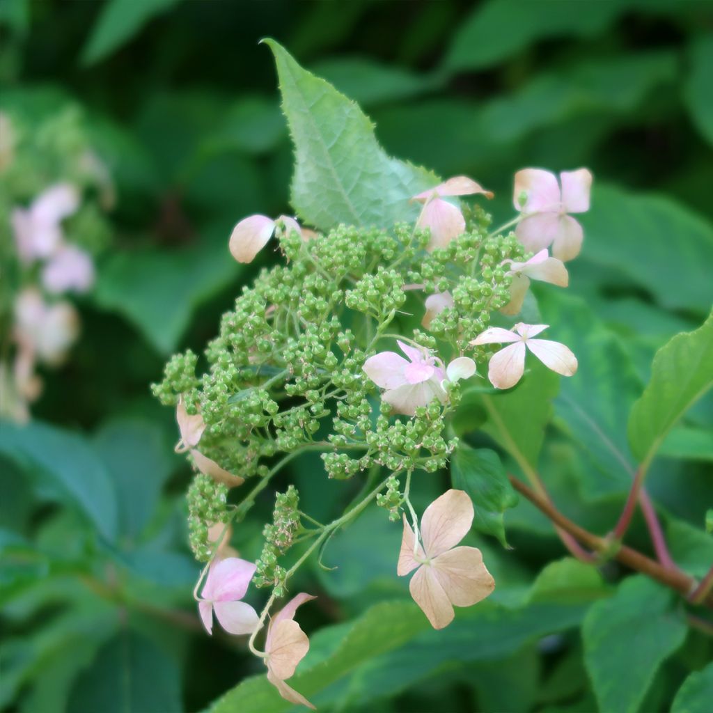 Hortensia paniculata Dharuma - Hydrangea