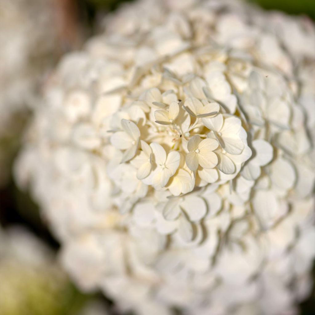 Hortensia paniculata Polar Bear - Hydrangea paniculata