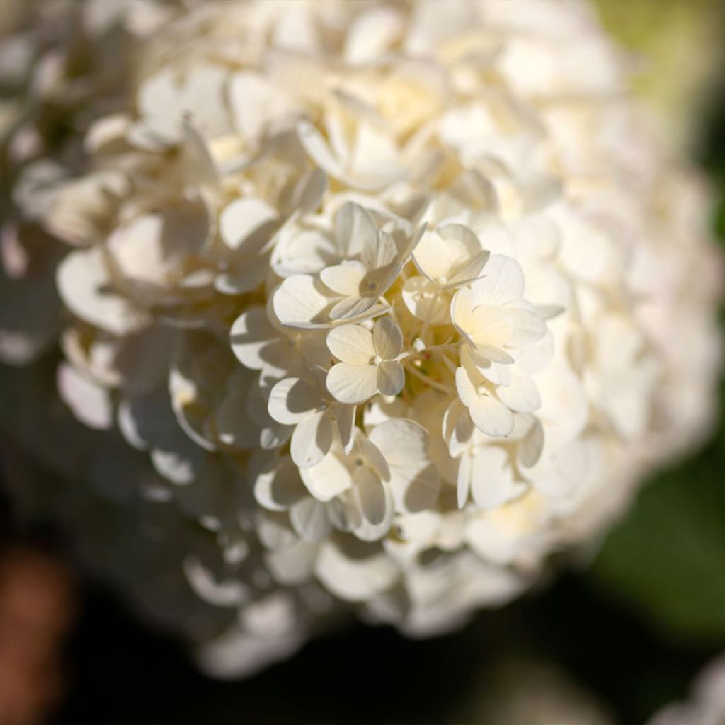 Hortensia paniculata Polar Bear - Hydrangea paniculata