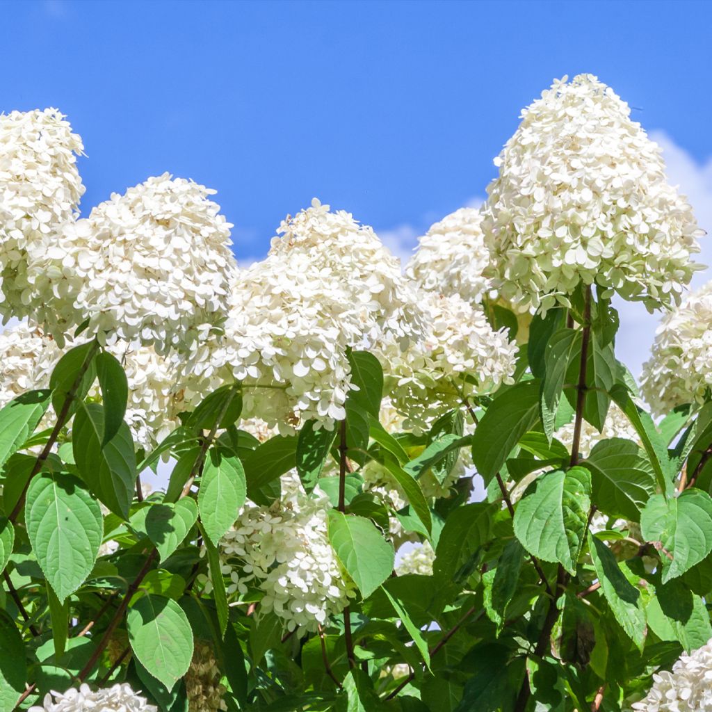 Hortensia paniculata Polar Bear - Hydrangea paniculata