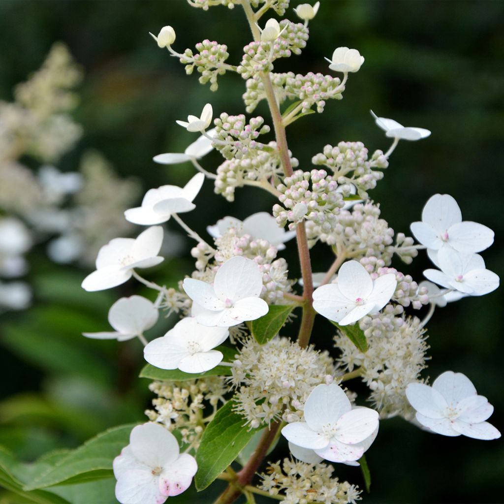 Hortensia paniculata Tardiva - Hydrangea