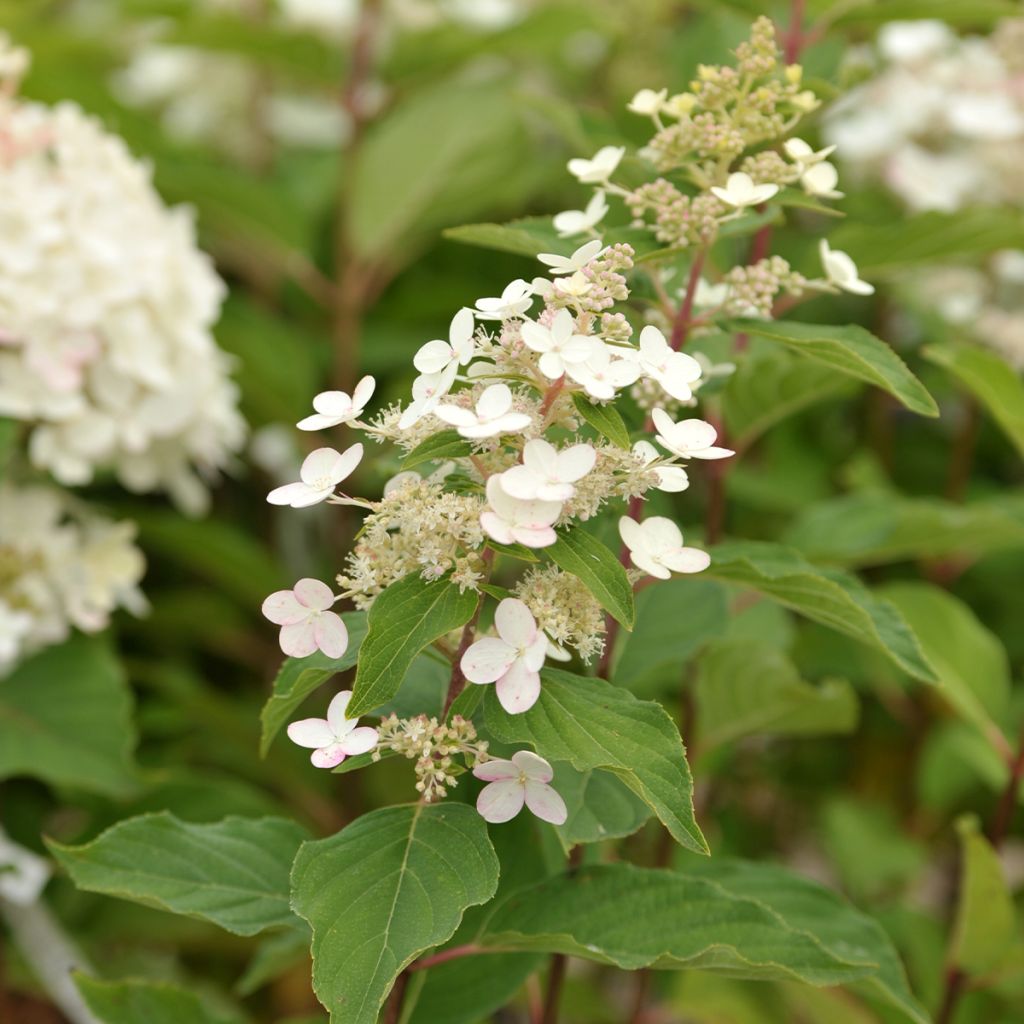 Hortensia paniculata Tardiva - Hydrangea