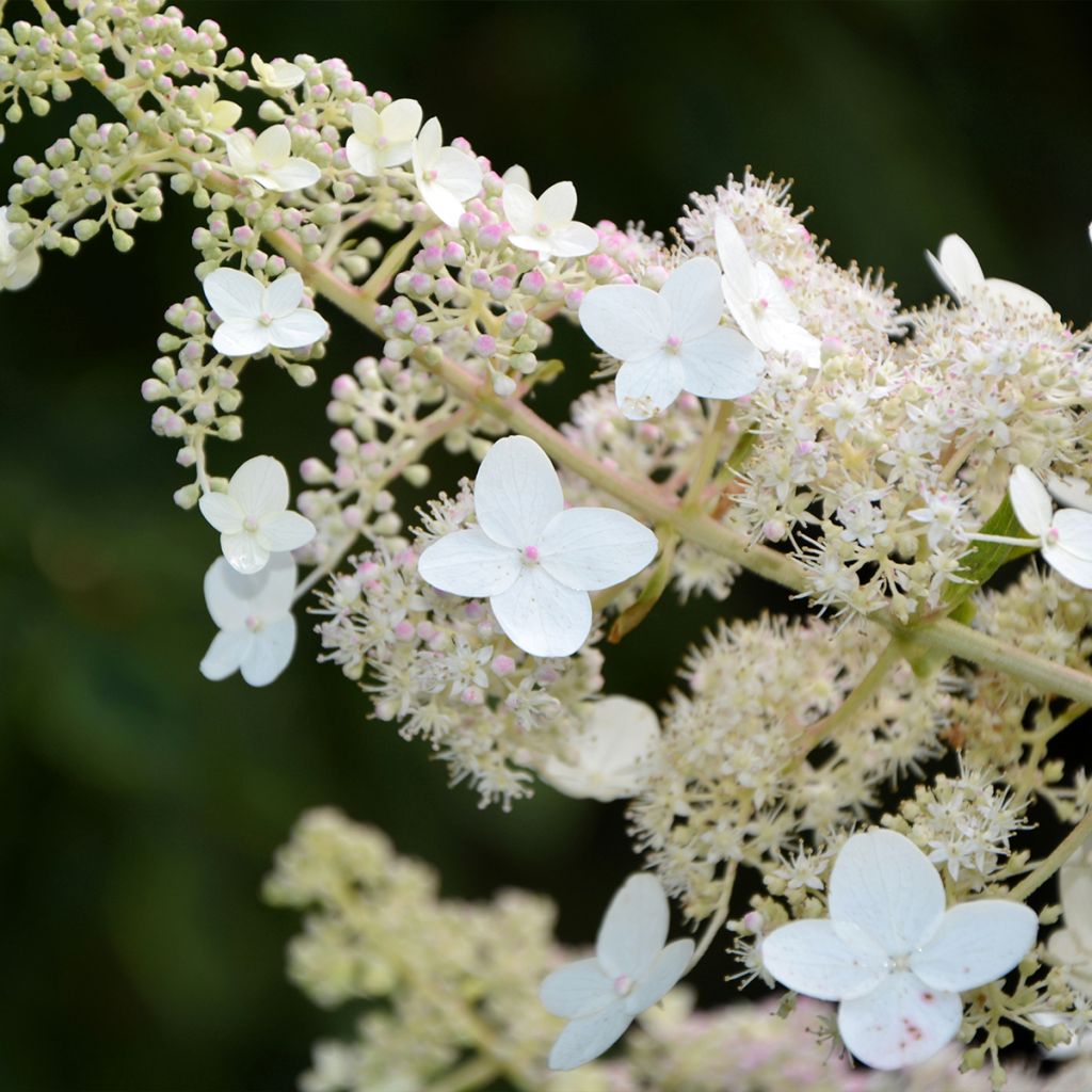 Hortensia paniculata Tardiva - Hydrangea