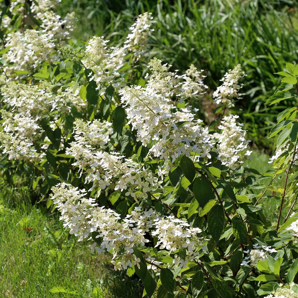 Hortensia paniculata Tardiva - Hydrangea