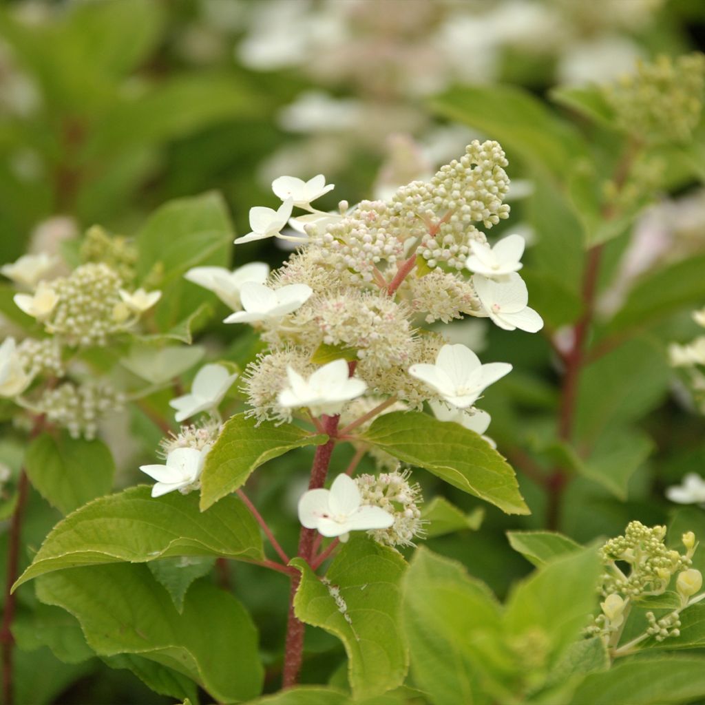 Hortensia paniculata Tardiva - Hydrangea