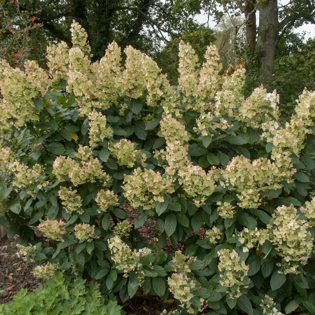 Hortensia paniculata Tardiva - Hydrangea