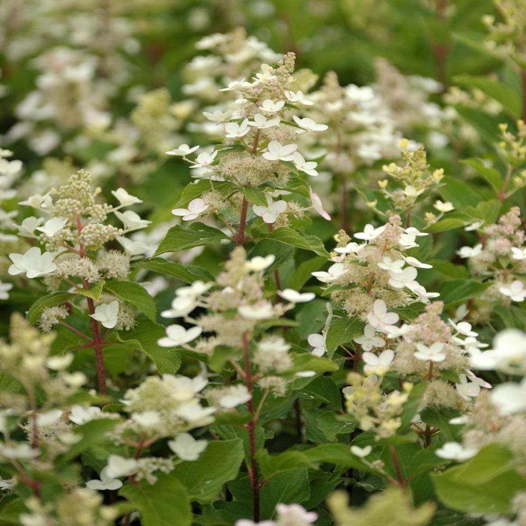 Hortensia paniculata Tardiva - Hydrangea