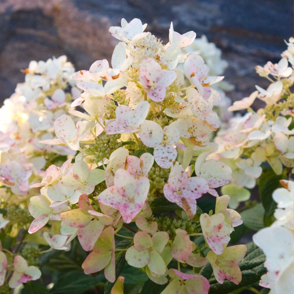 Hortensia paniculata Tickled Pink - Hydrangea paniculata