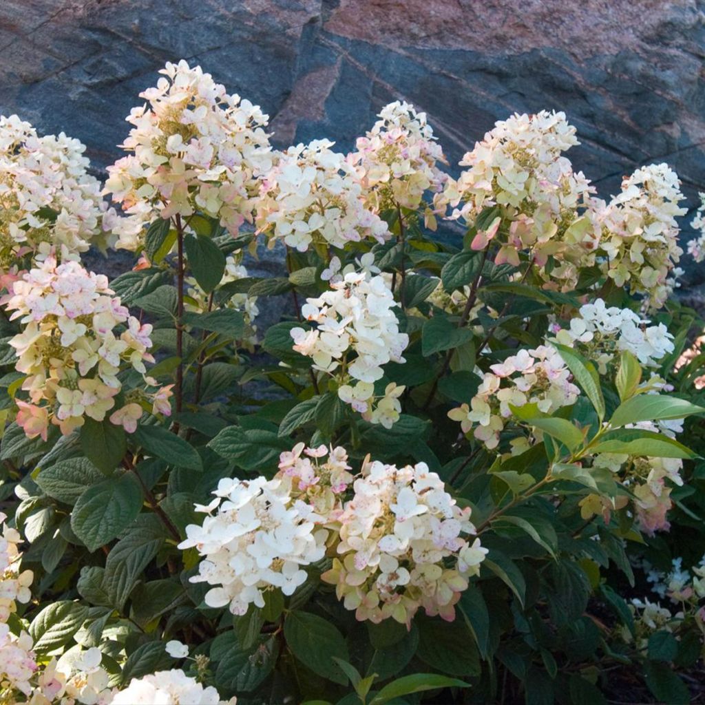 Hortensia paniculata Tickled Pink - Hydrangea paniculata