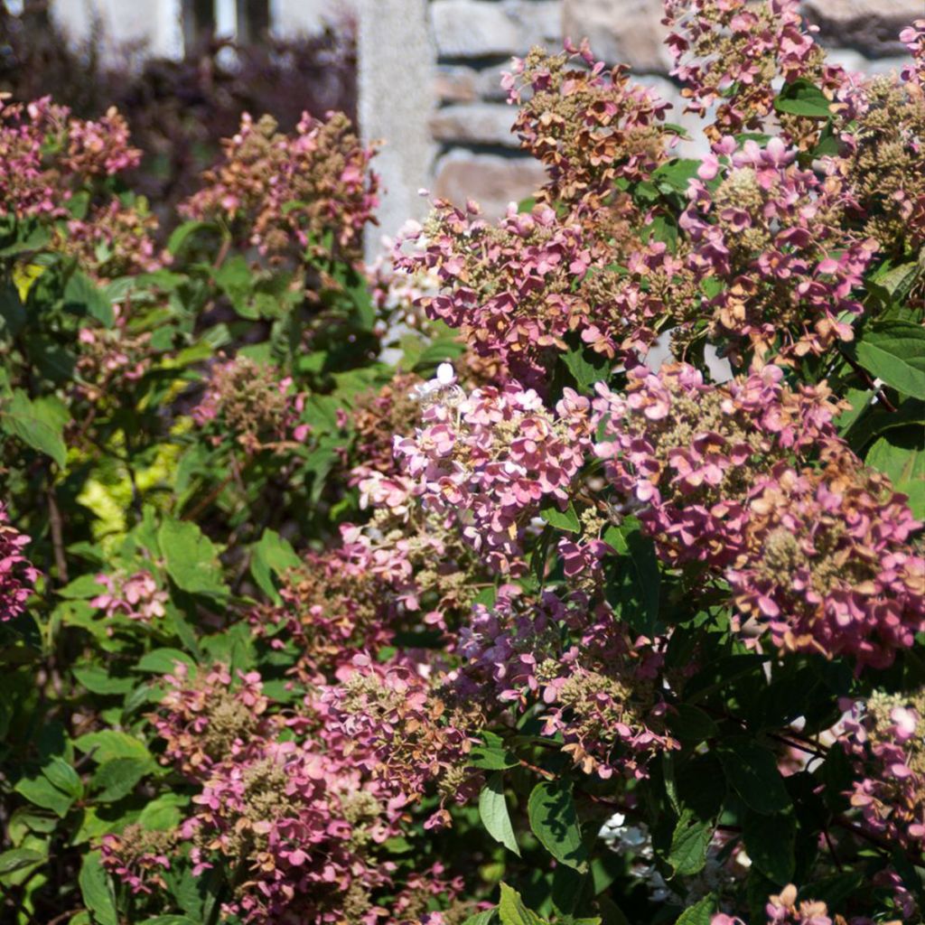 Hortensia paniculata Tickled Pink - Hydrangea paniculata