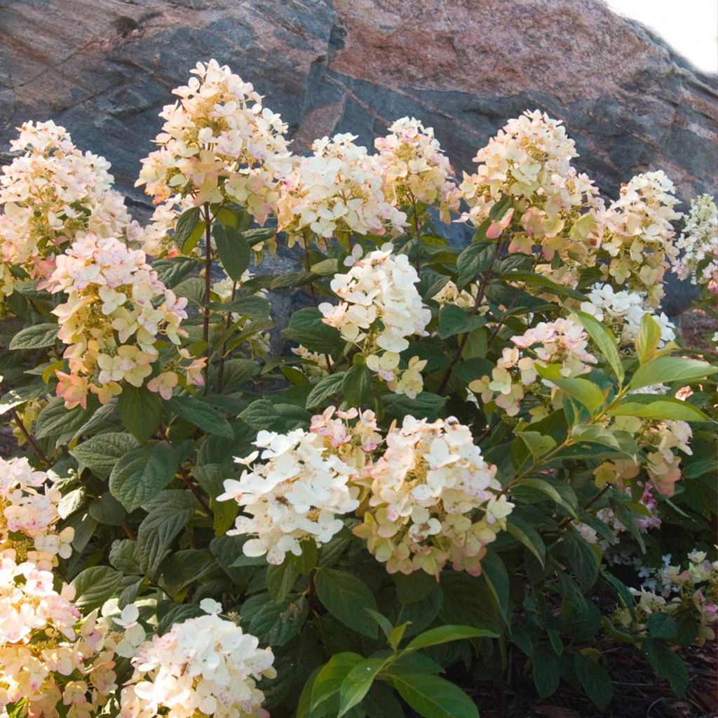 Hortensia paniculata Tickled Pink - Hydrangea paniculata