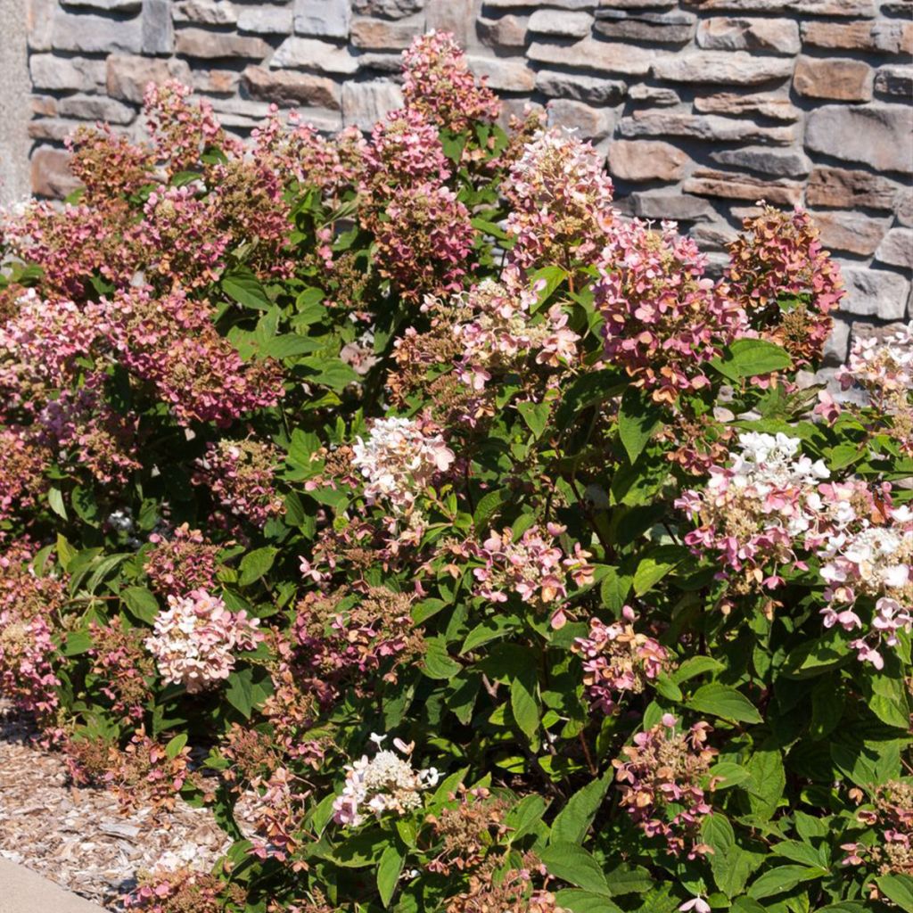 Hortensia paniculata Tickled Pink - Hydrangea paniculata