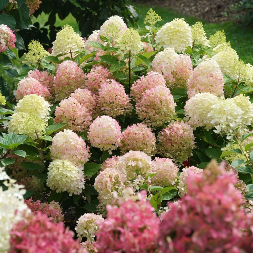 Hortensia paniculé nain - Hydrangea paniculata Fire Light Tidbit