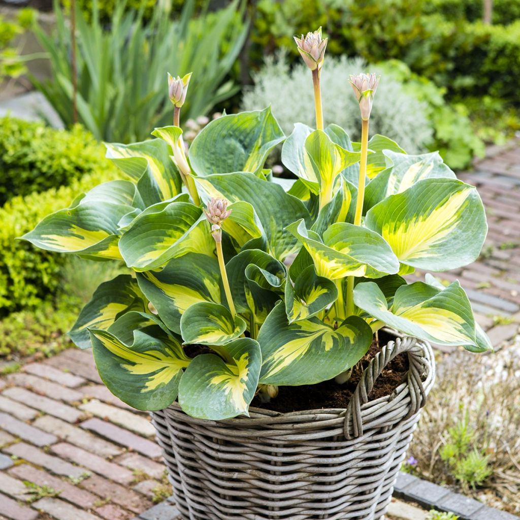 Hosta Beach Boy