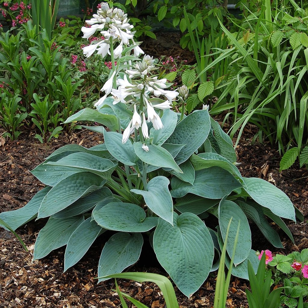 Hosta Big Mama