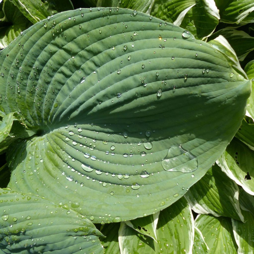 Hosta Blue Umbrellas