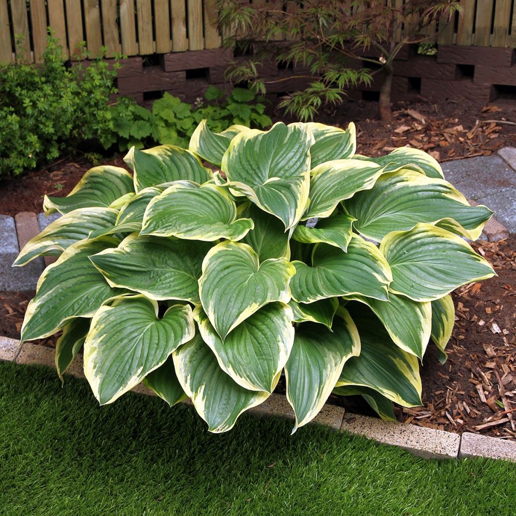 Hosta Broadway