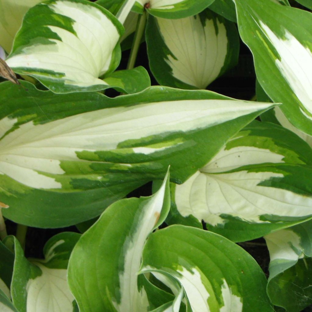 Hosta Christmas Candy