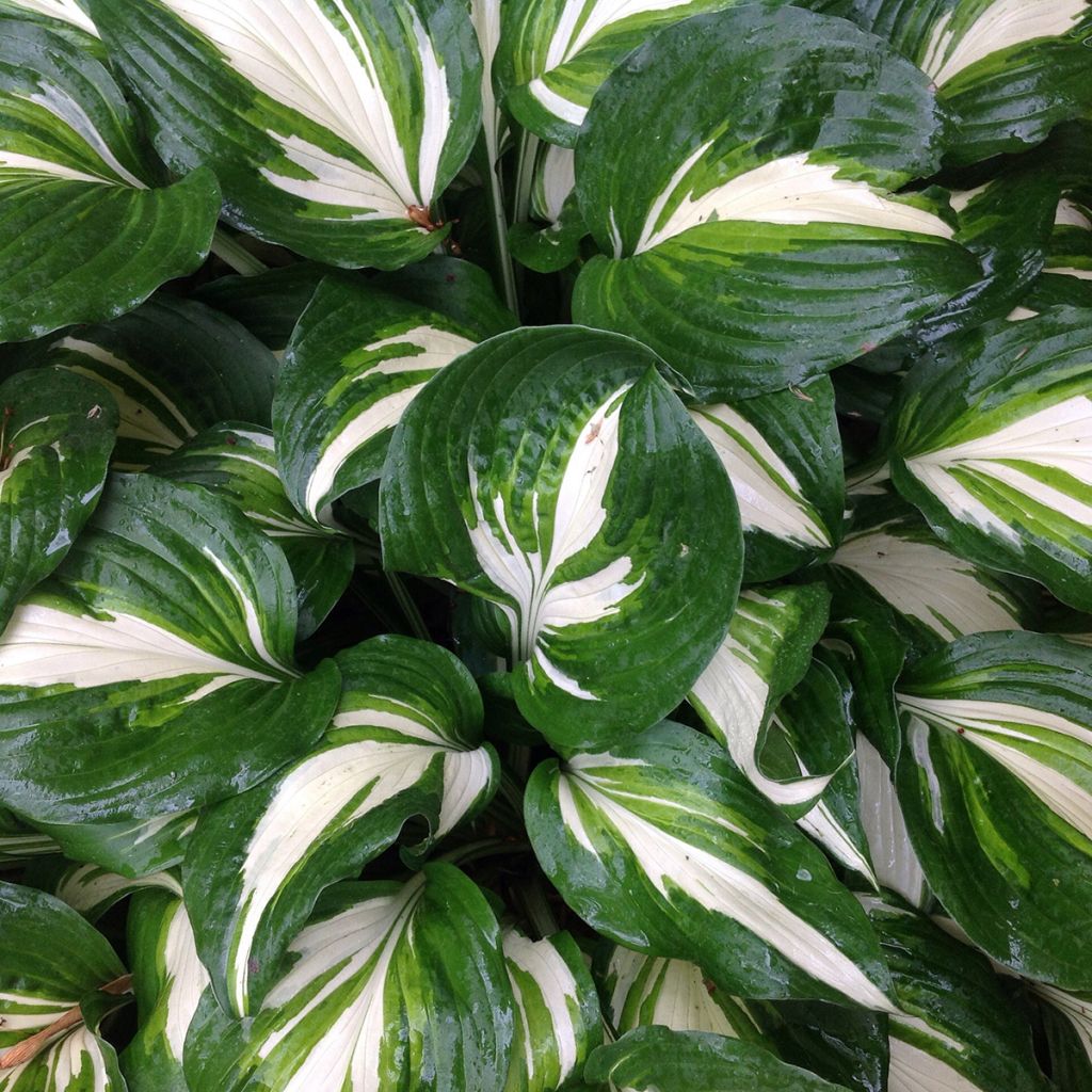 Hosta Clifford's Stingray