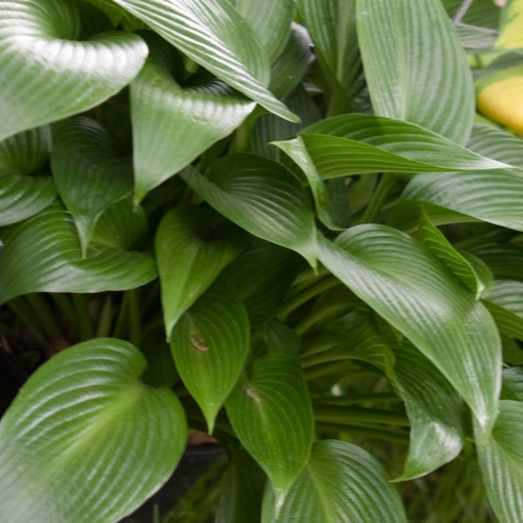 Hosta Devon Green