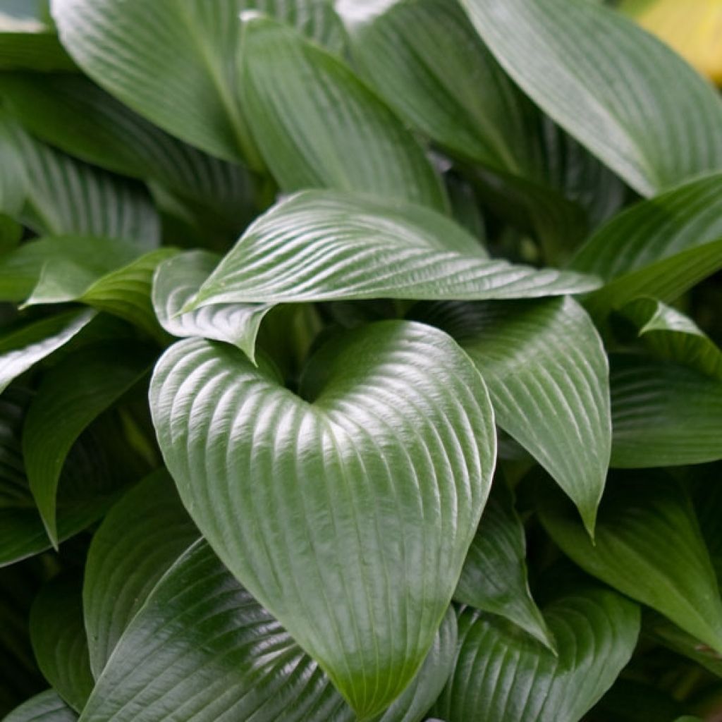 Hosta Devon Green