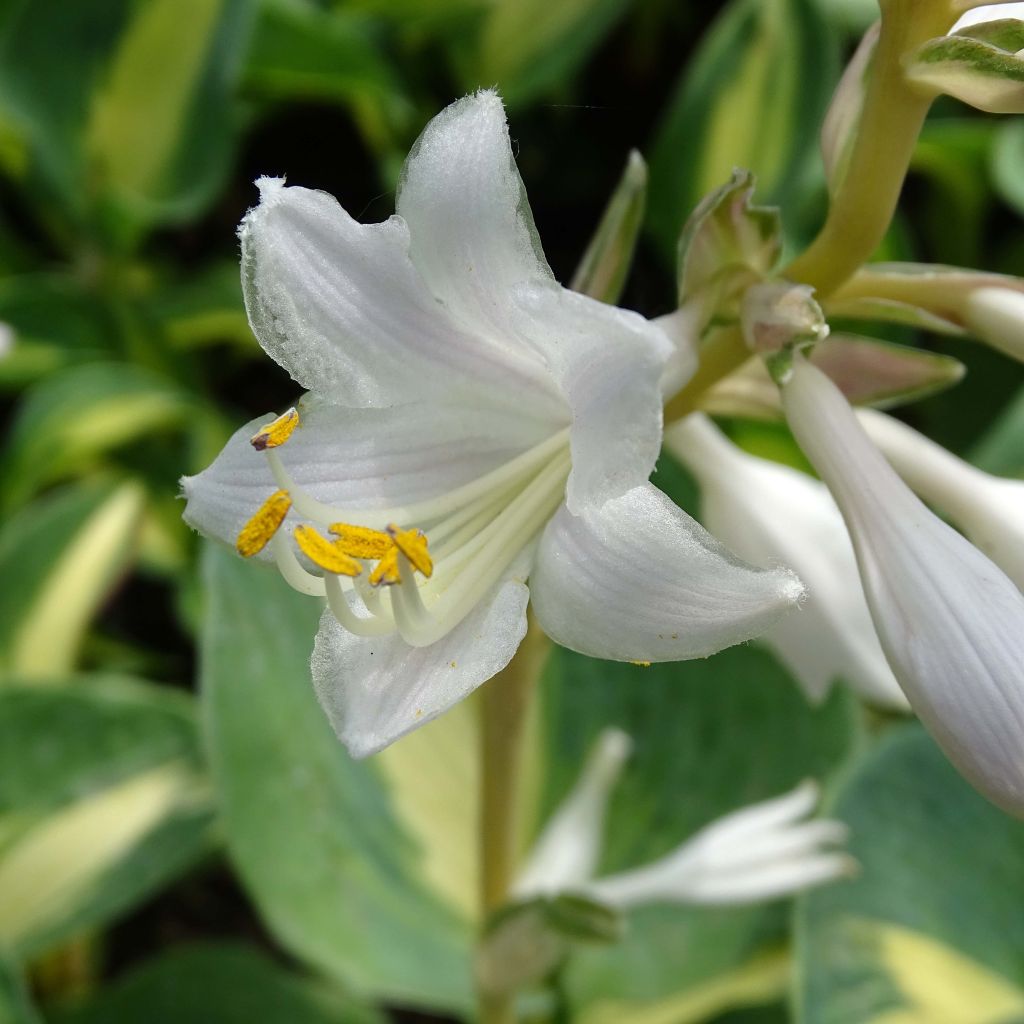 Hosta Dream Queen