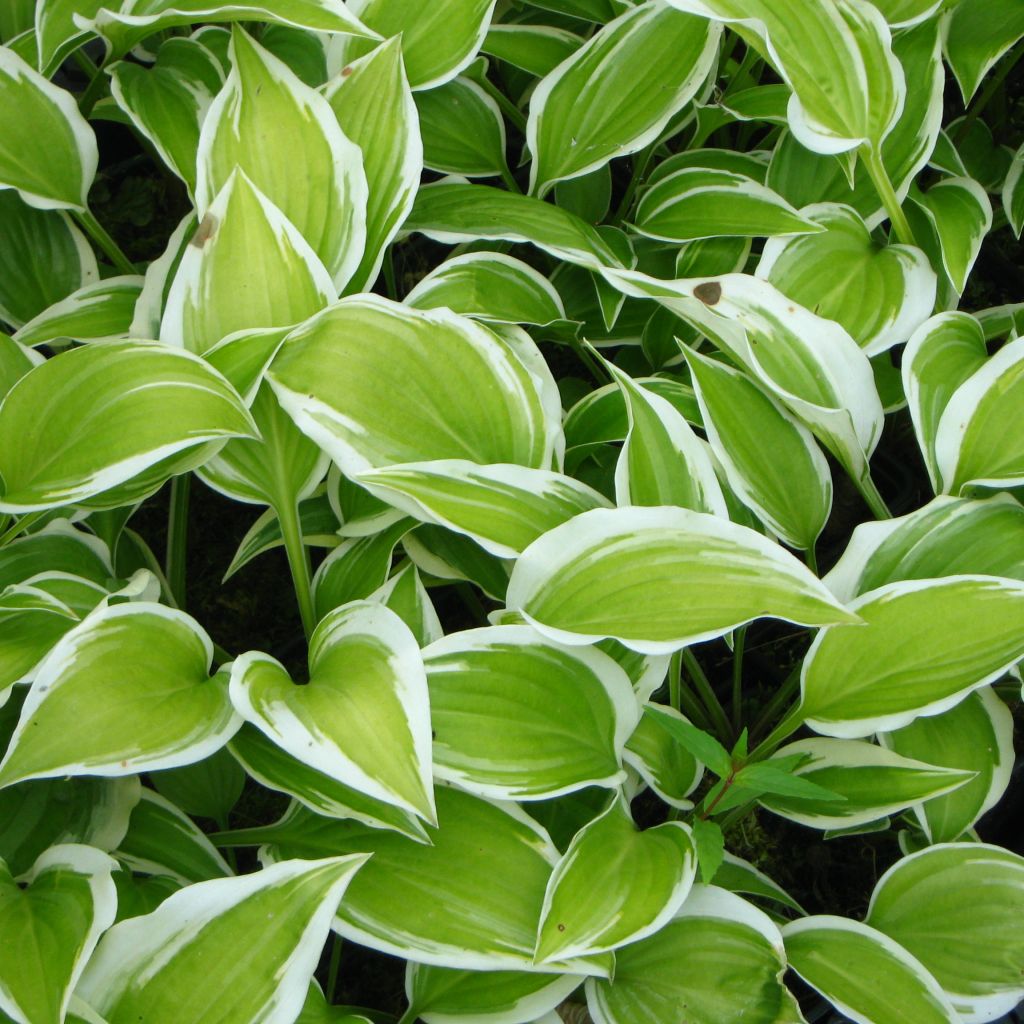 Hosta Emily Dickinson - Hosta panaché et parfumé