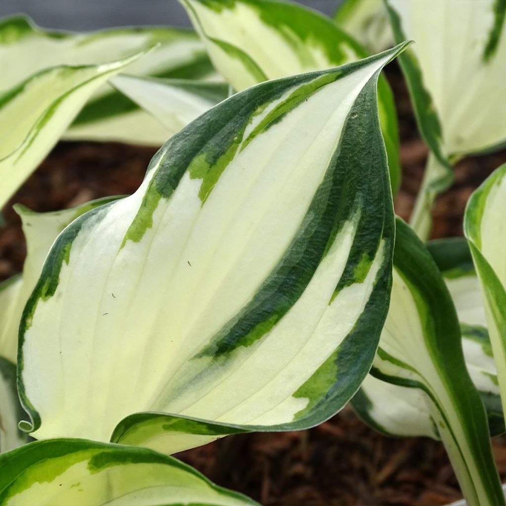 Hosta Fire and Ice