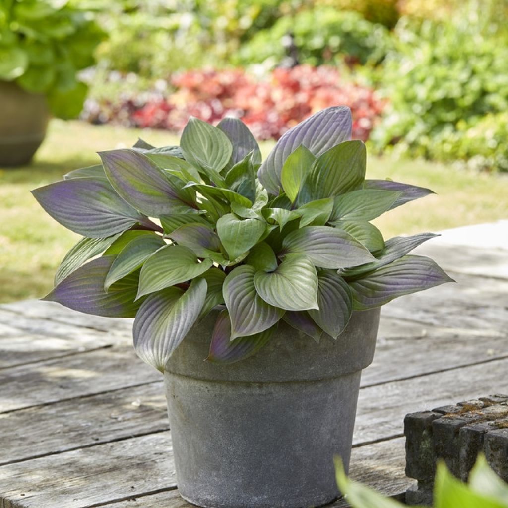 Hosta First Blush