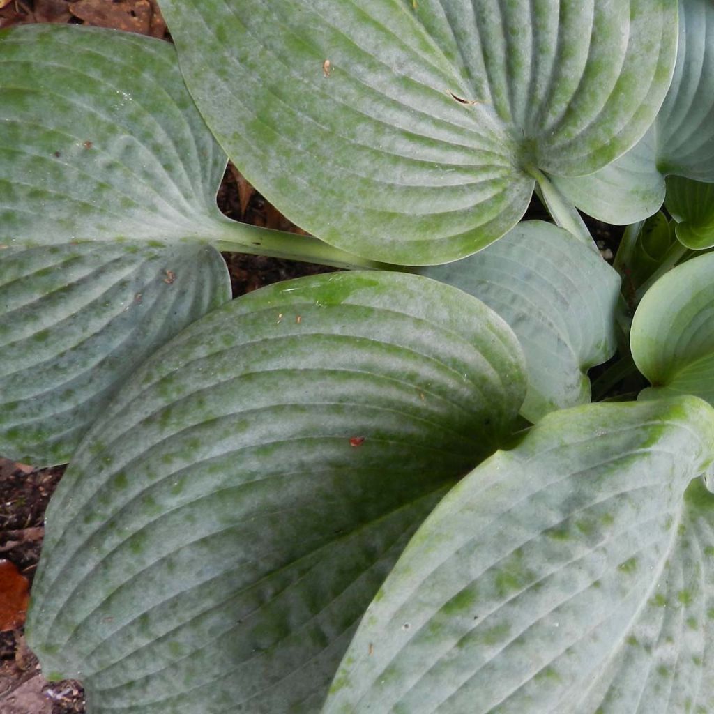 Hosta Fragrant Blue