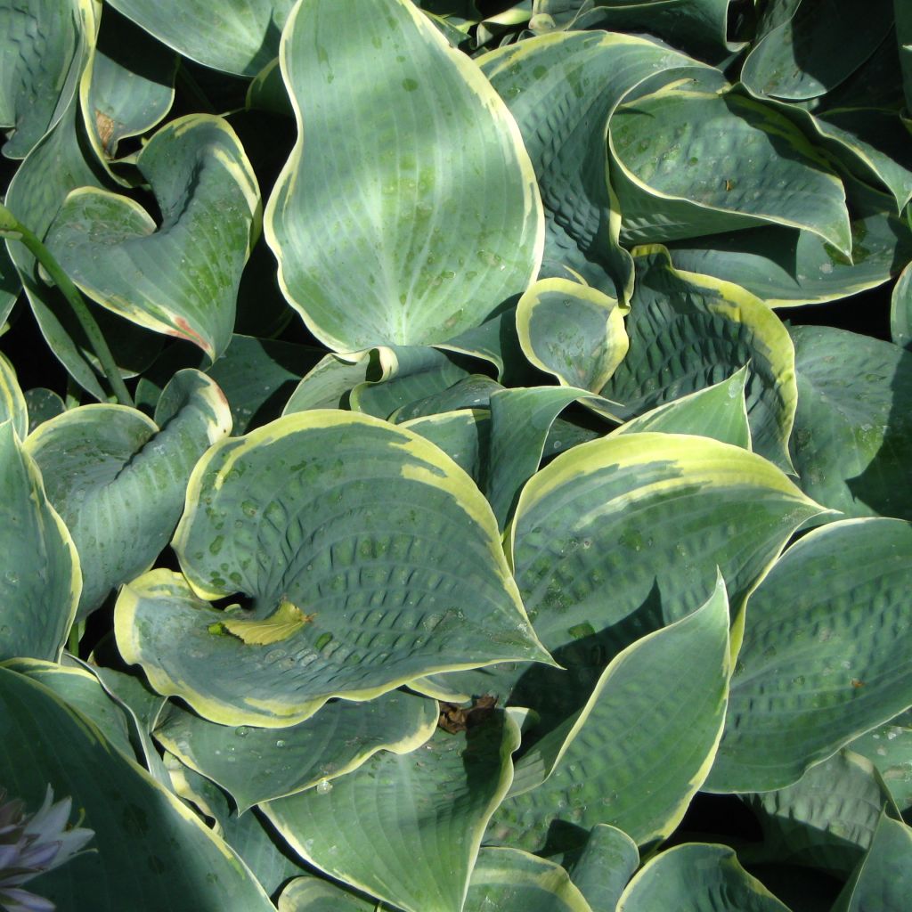 Hosta Frosted Dimples - Hosta bleu poudré