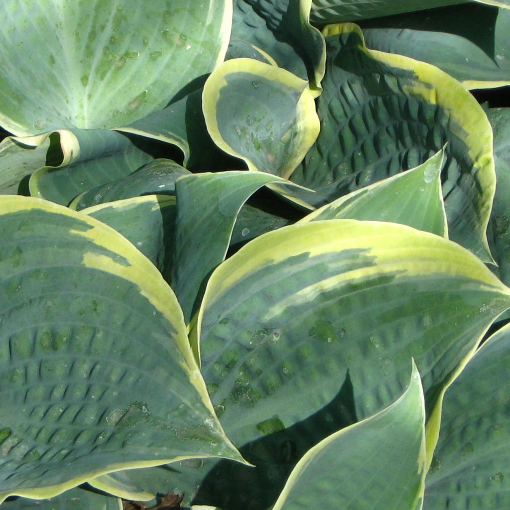 Hosta Frosted Dimples - Hosta bleu poudré