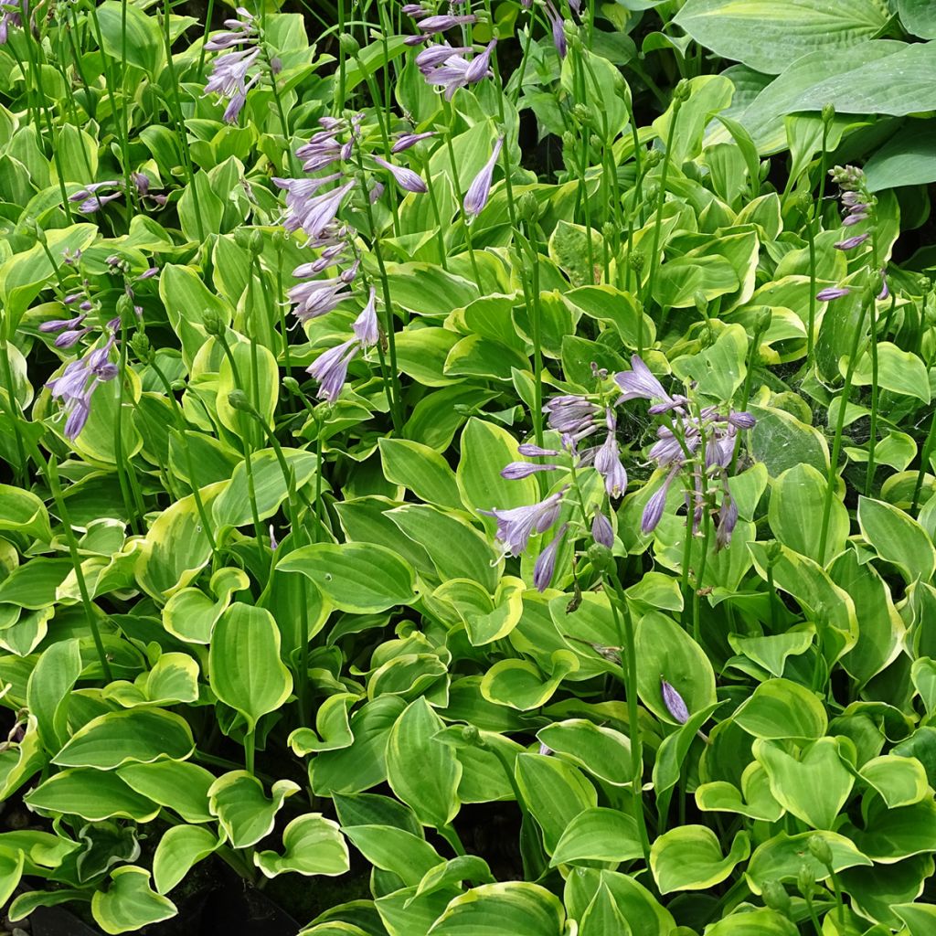 Hosta Golden Tiara