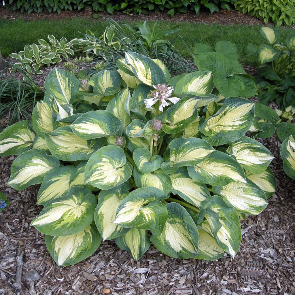 Hosta Great Expectations