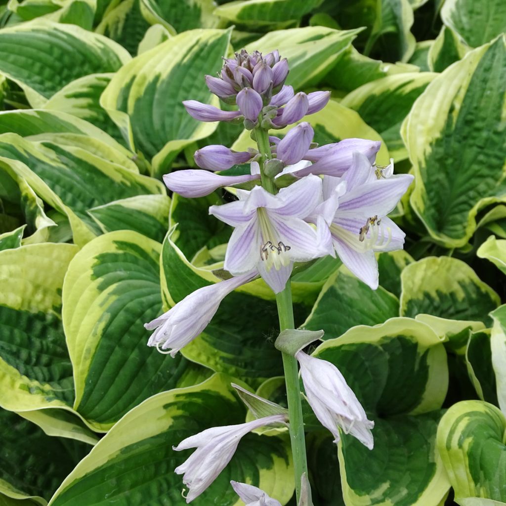 Hosta Honeysong