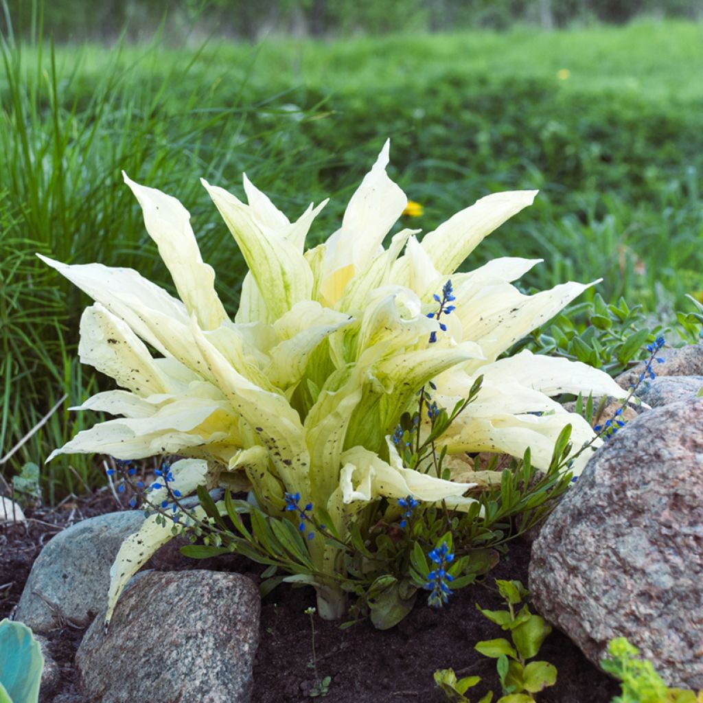 Hosta Improved White Feather