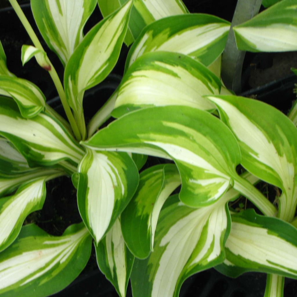 Hosta Joyce Trott