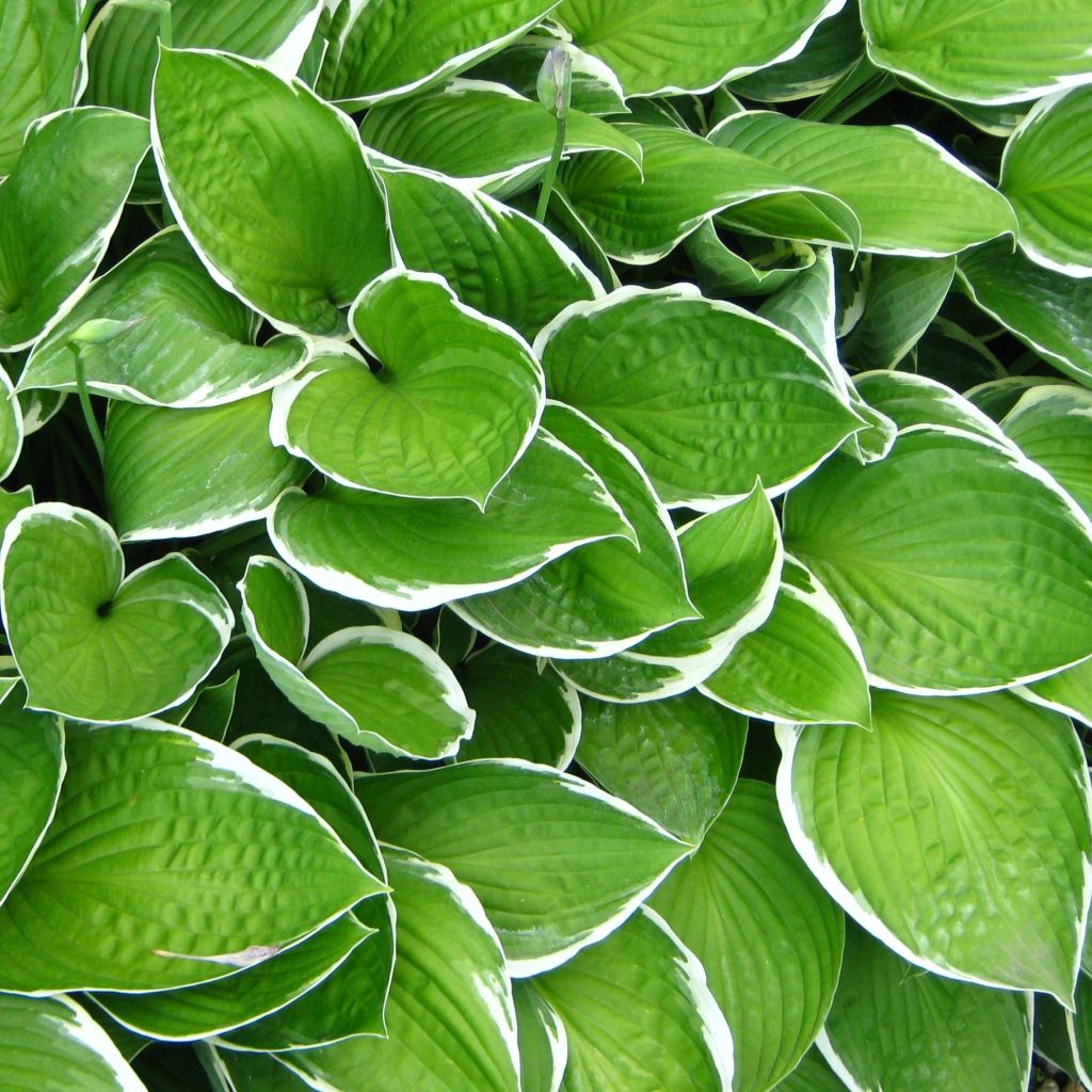 Hosta Julia