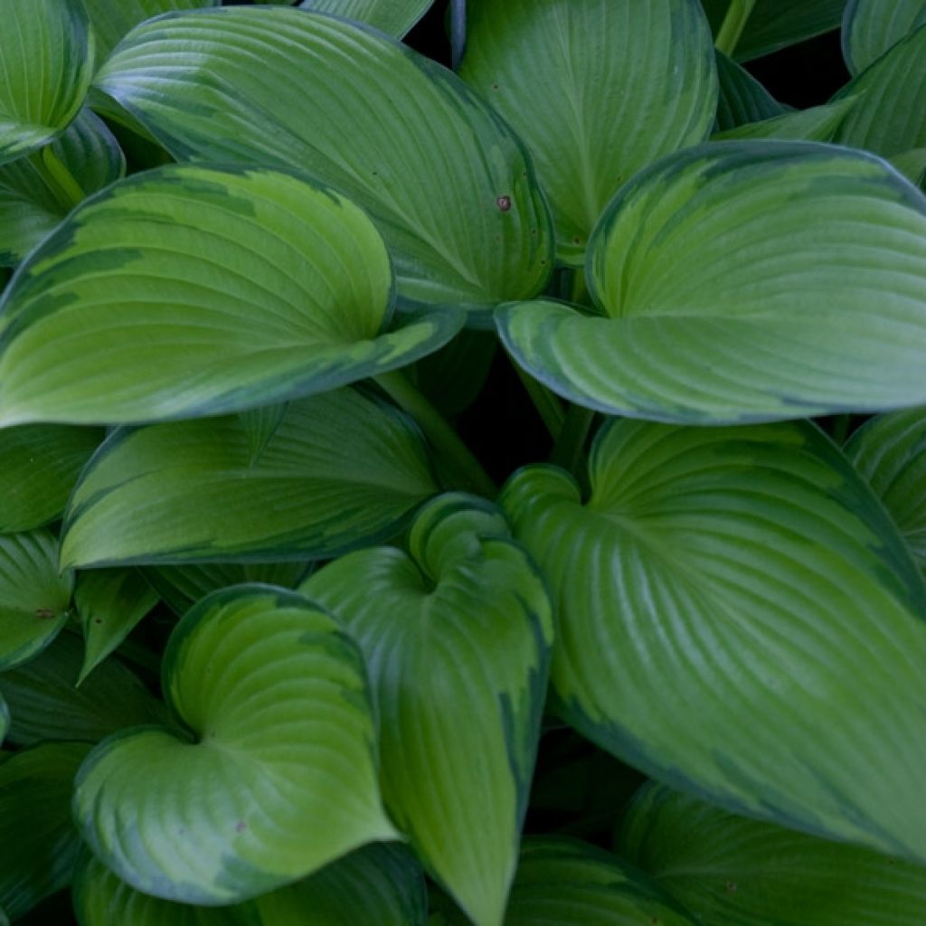 Hosta June Fever